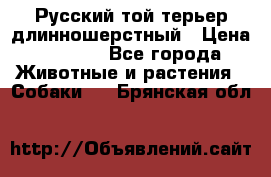 Русский той-терьер длинношерстный › Цена ­ 7 000 - Все города Животные и растения » Собаки   . Брянская обл.